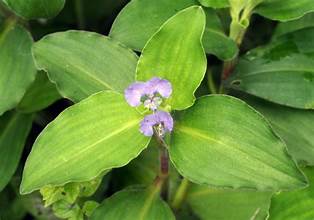 Commelina bengalensis